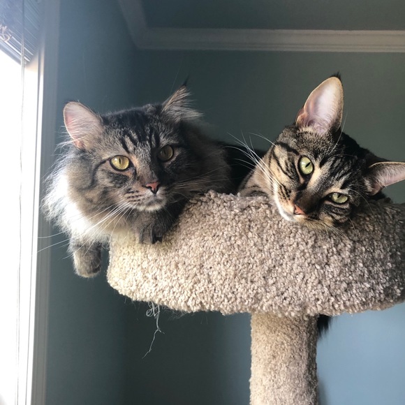 Meet your Posher, Lindsey - Picture 2 of 2